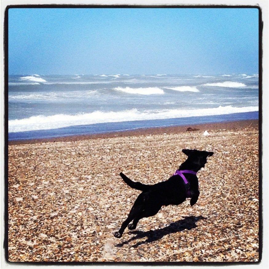 Blanding af racer Beauty <3 billede 15