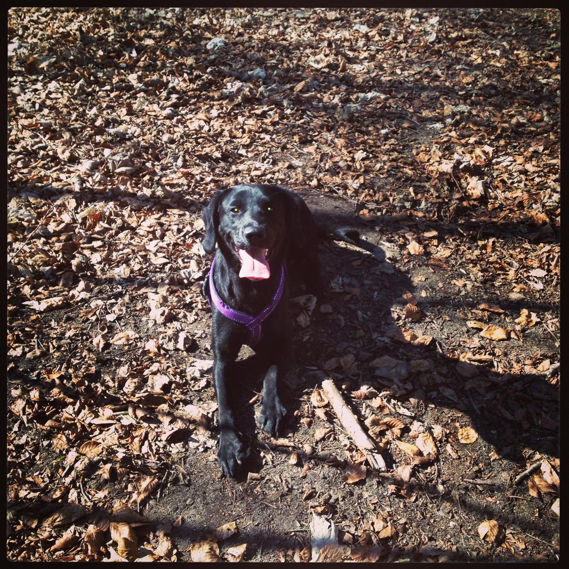 Blanding af racer Beauty <3 billede 4