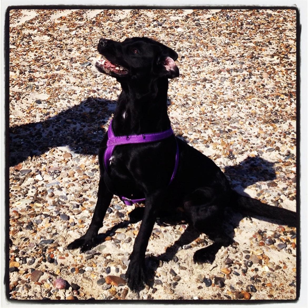 Blanding af racer Beauty <3 billede 8