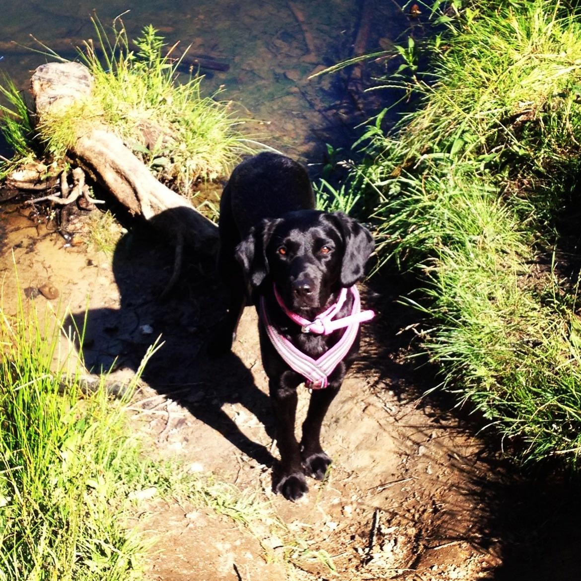 Blanding af racer Beauty <3 billede 16