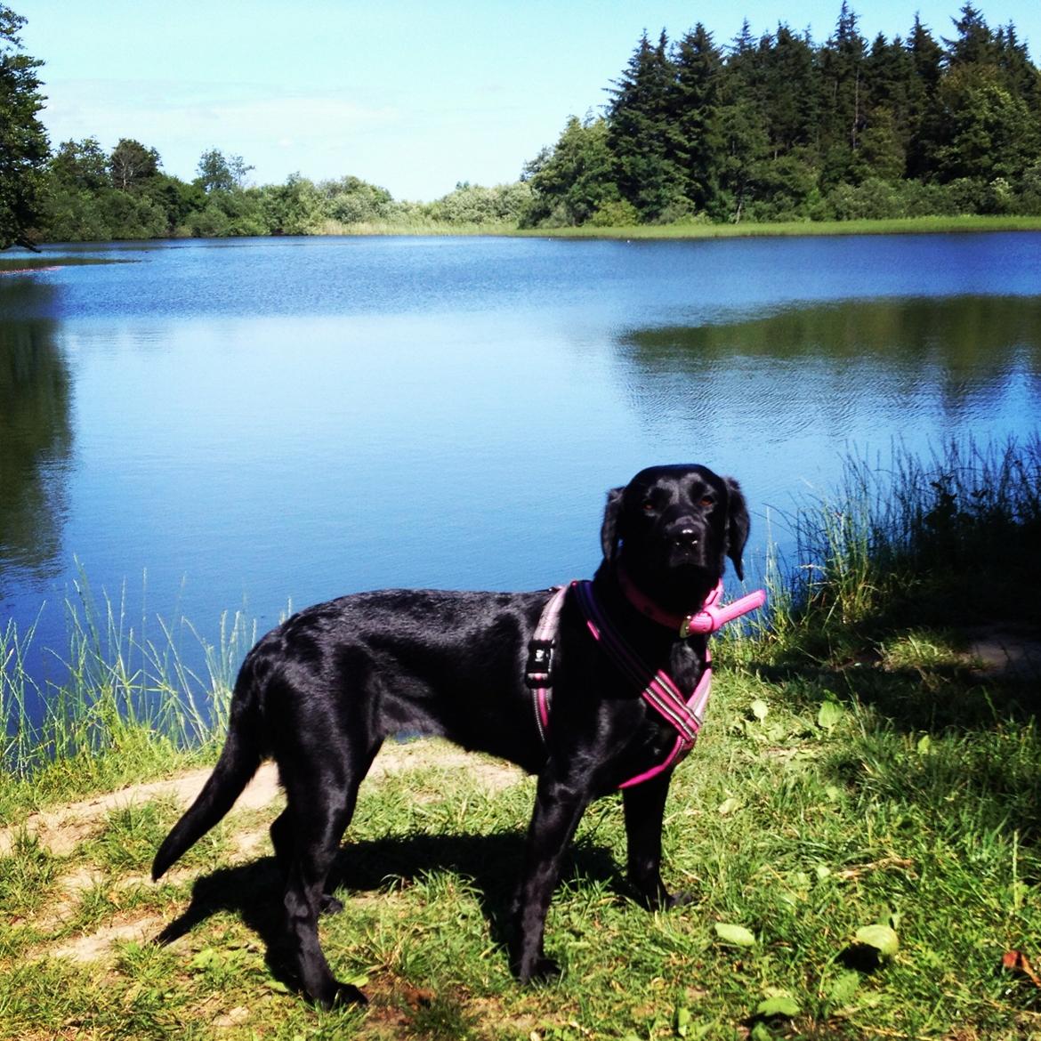 Blanding af racer Beauty <3 billede 2