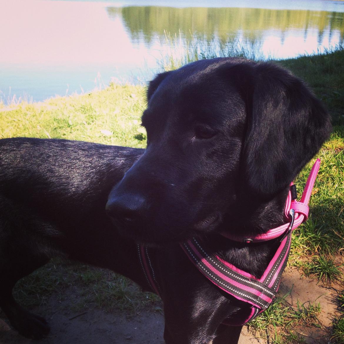 Blanding af racer Beauty <3 billede 6