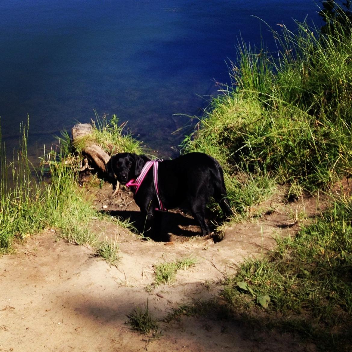 Blanding af racer Beauty <3 billede 18