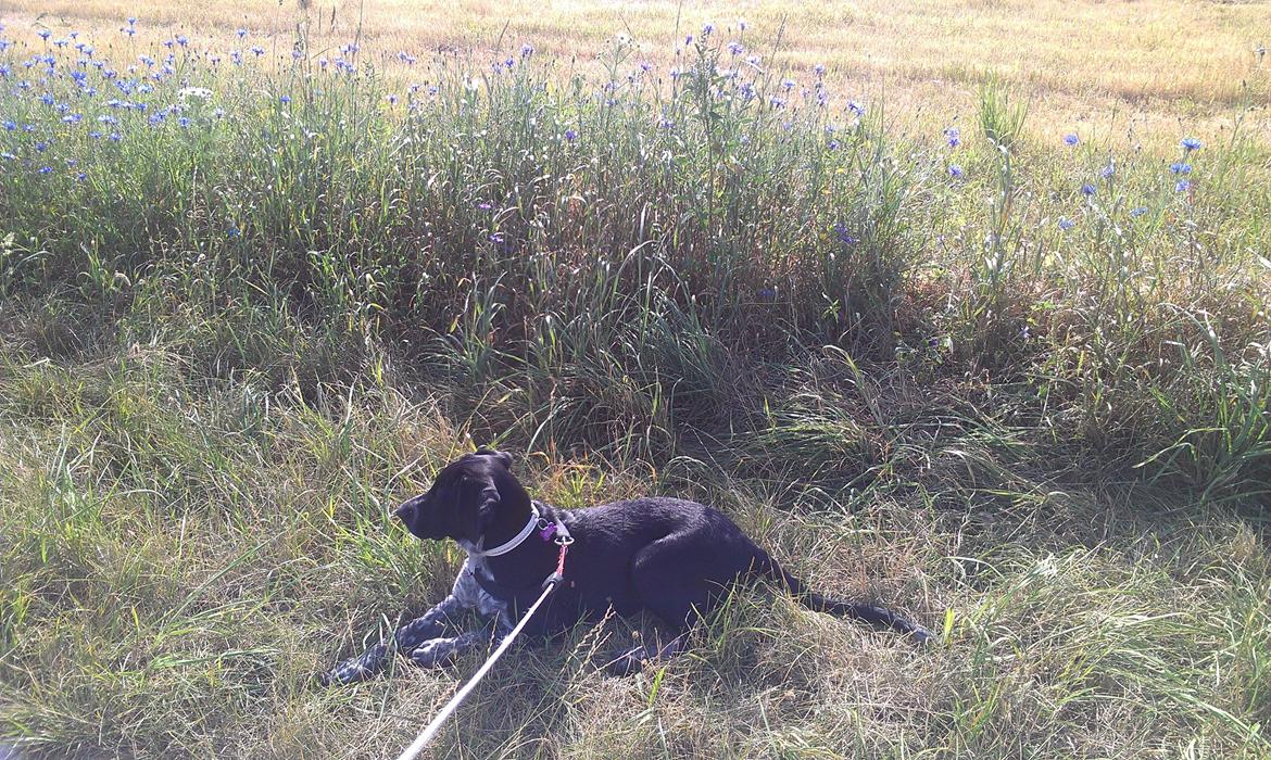 Blanding af racer Zita - Ude på en dejlig lang aftentur :) billede 32