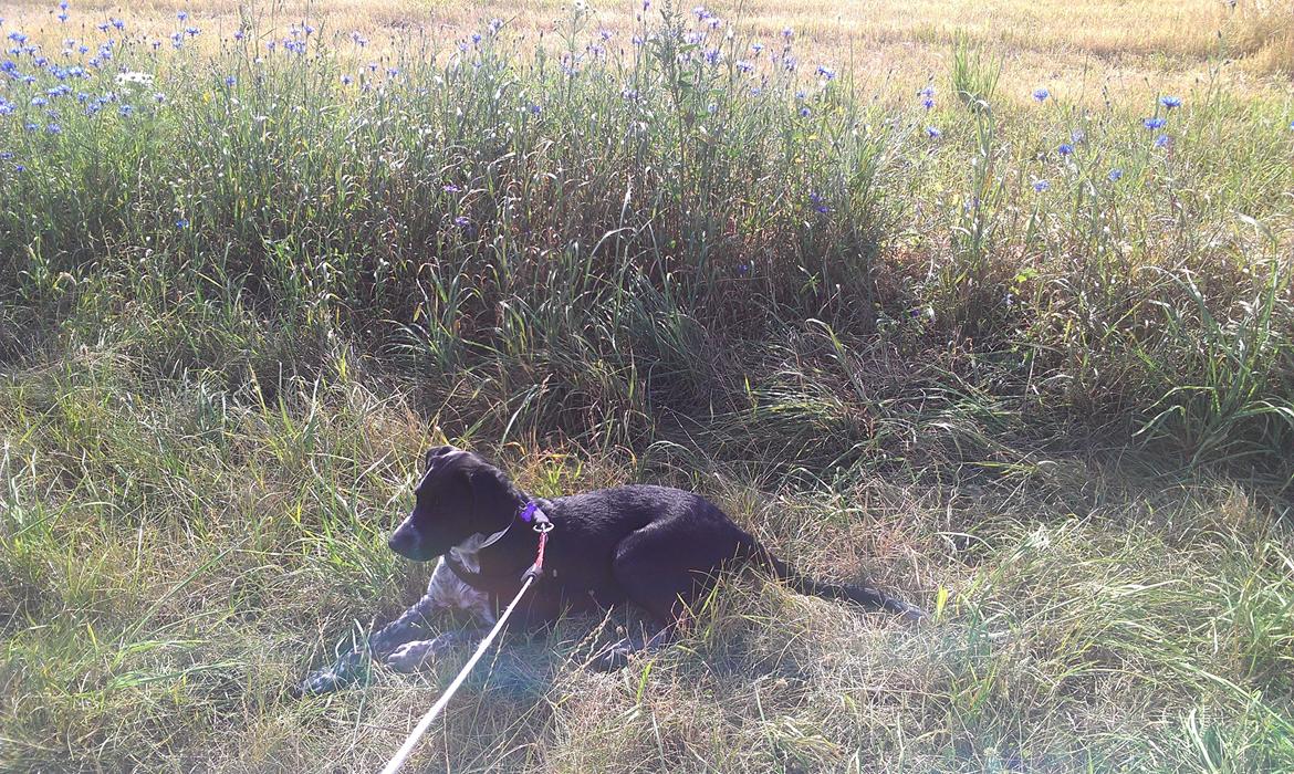 Blanding af racer Zita billede 33