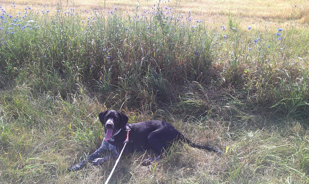 Blanding af racer Zita billede 34