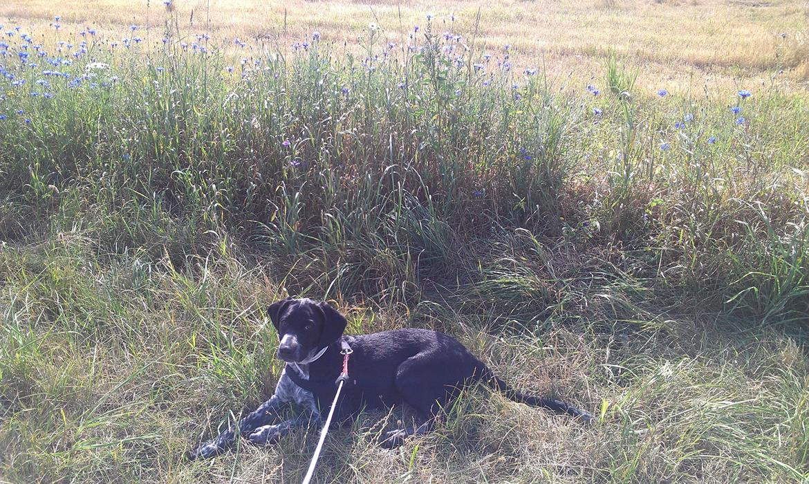 Blanding af racer Zita billede 35