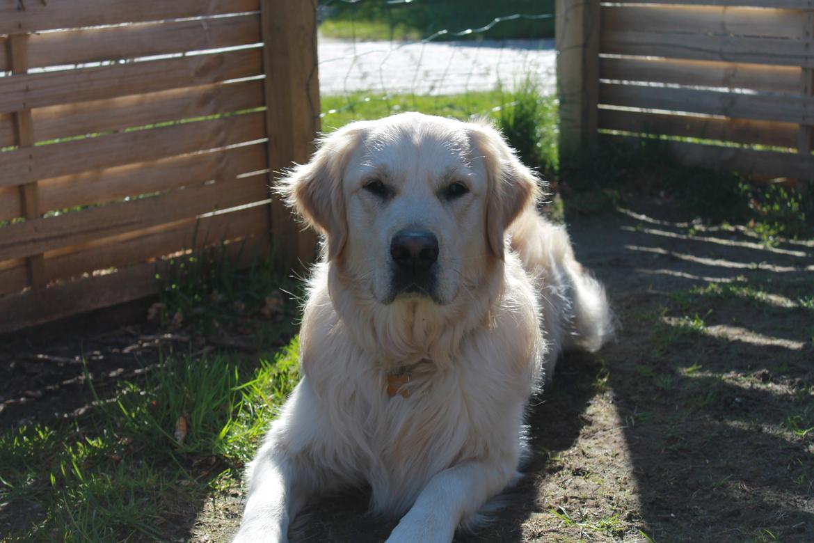 Golden retriever Carlo billede 1