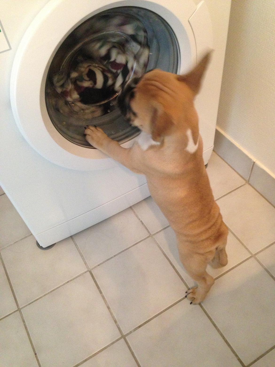 Fransk bulldog Joe - Hvad er dog det der kører rundt i den maskine? :) billede 28