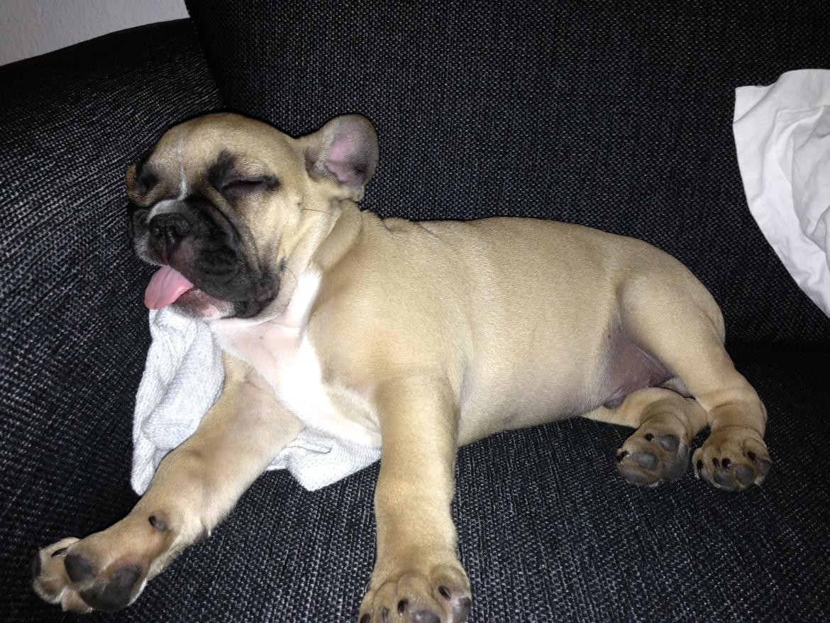 Fransk bulldog Joe - Dyyyyb søvn.. Så træt lille Joe er at tungen ikke kan holdes i munden.. :) billede 31
