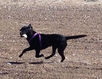 Blanding af racer Beauty <3 billede 13