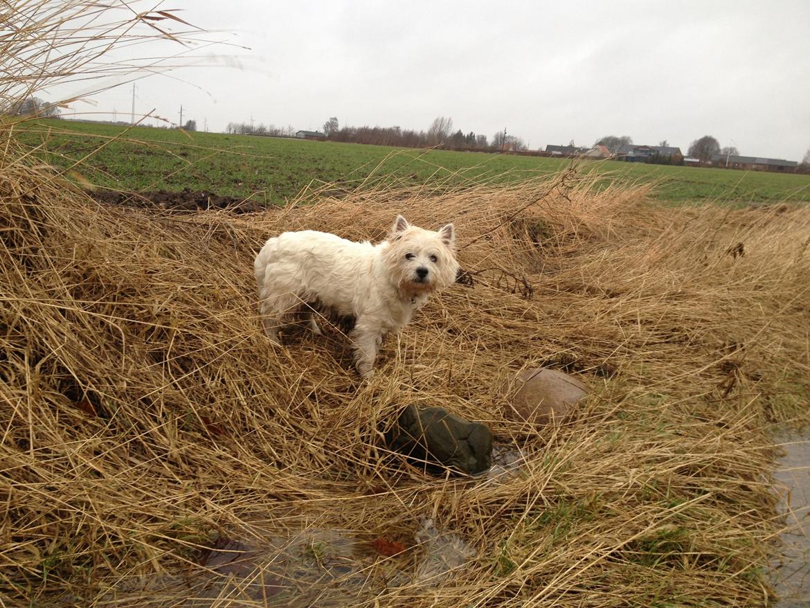 West highland white terrier Buller billede 13