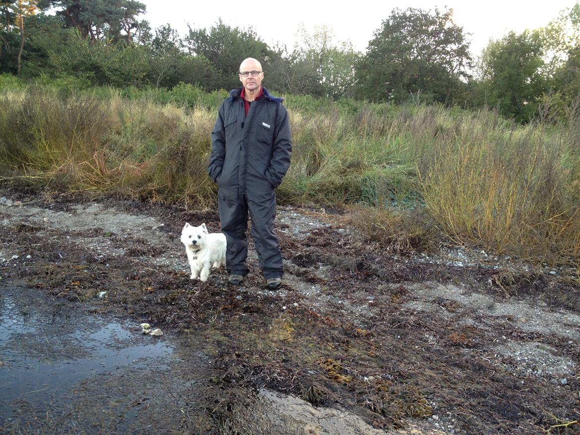 West highland white terrier Buller billede 14