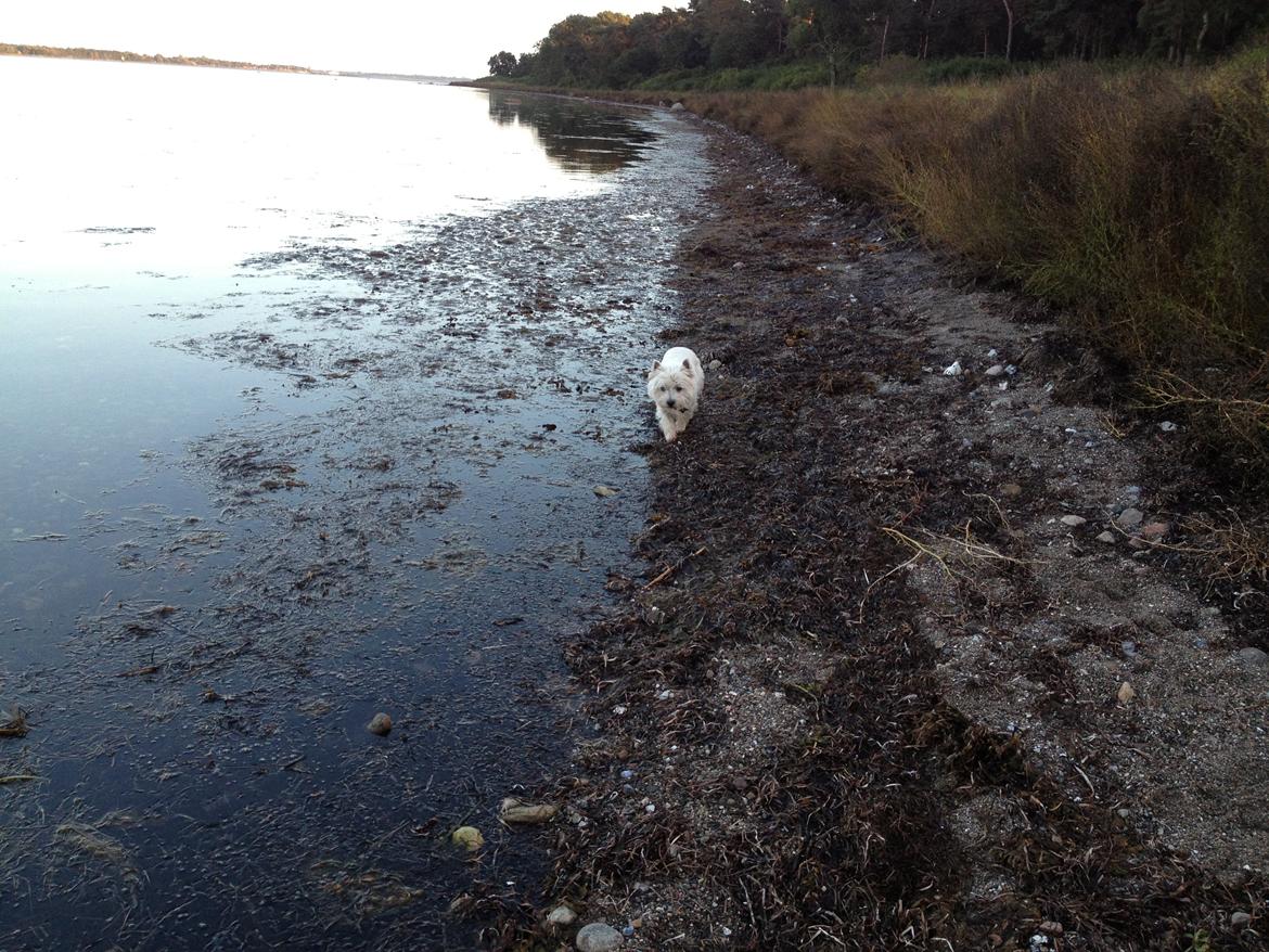 West highland white terrier Buller billede 15
