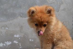 Pomeranian Baby billede 9