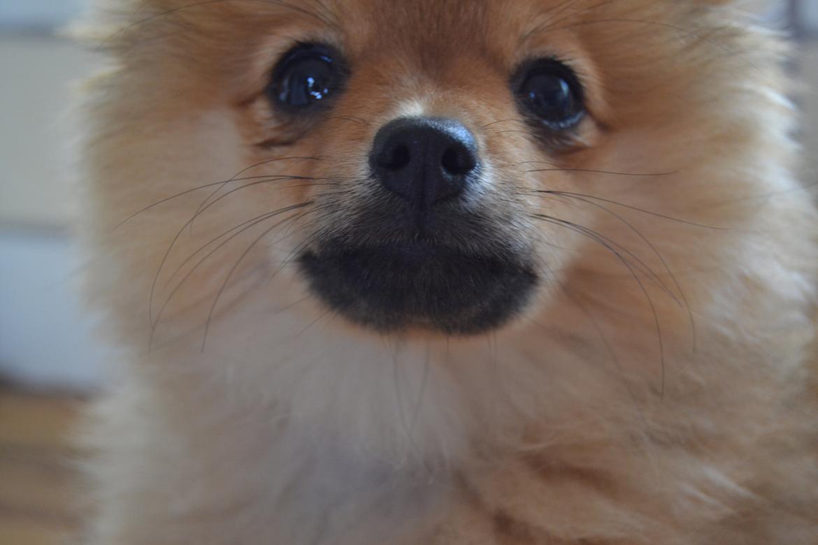 Pomeranian Baby billede 10