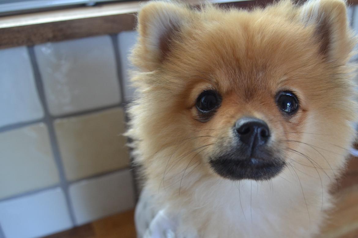Pomeranian Baby billede 11