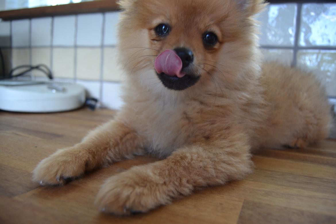 Pomeranian Baby billede 12