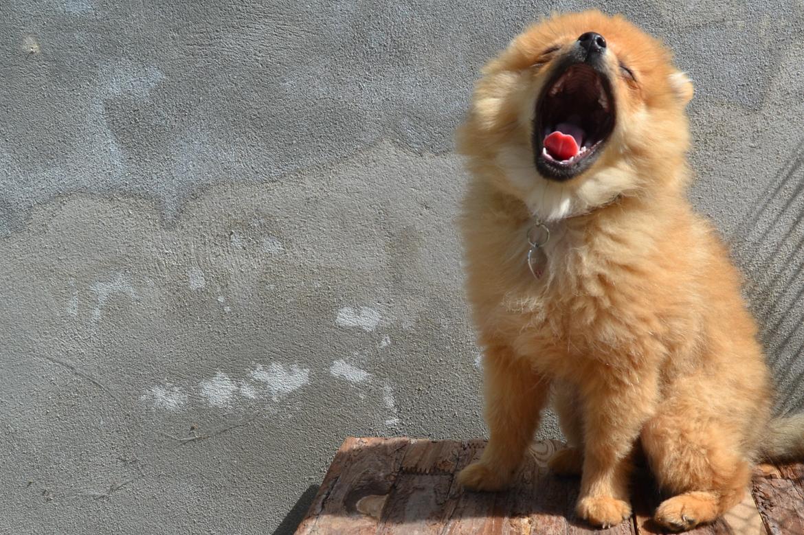 Pomeranian Baby billede 13