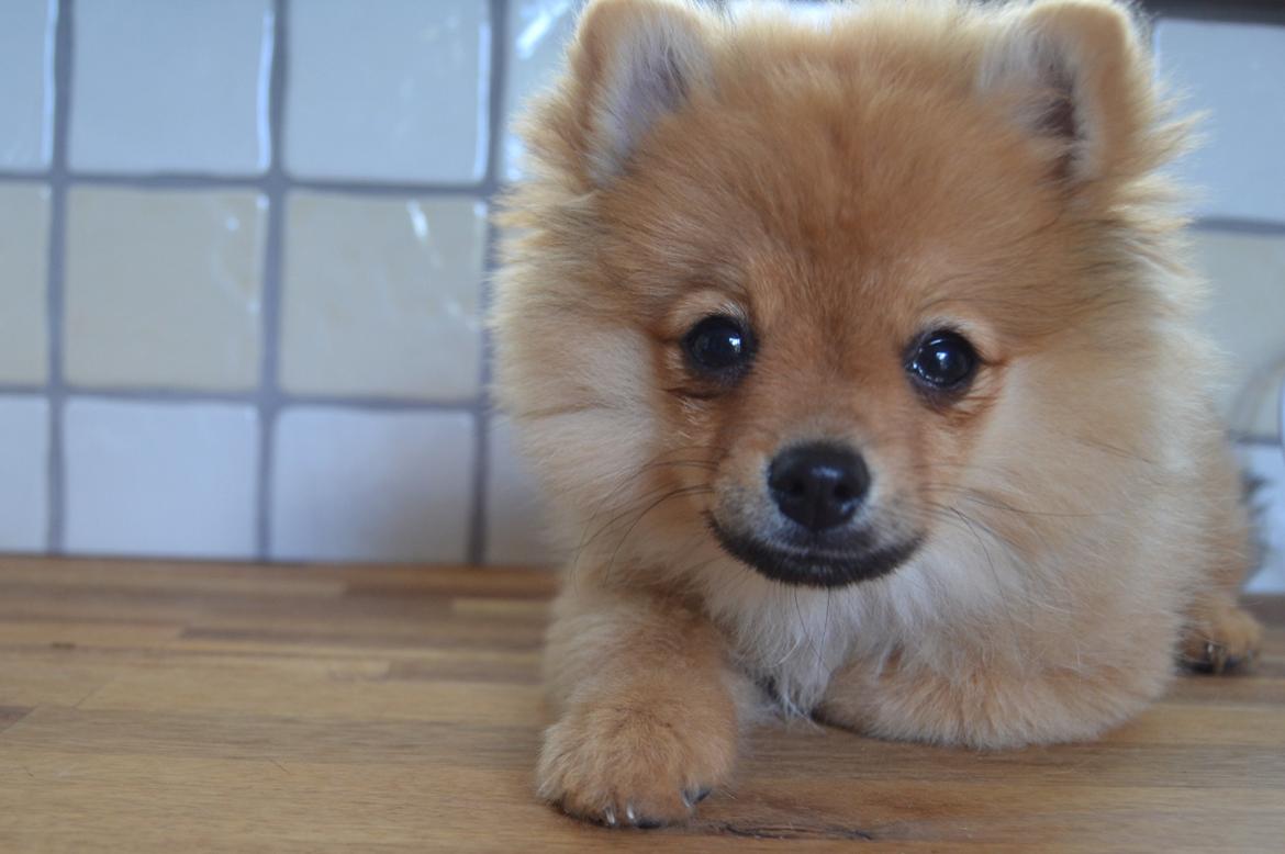 Pomeranian Baby billede 14