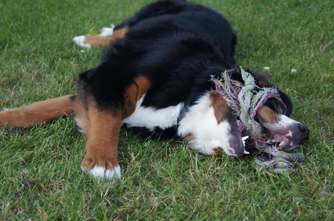 Berner sennenhund Amy billede 18