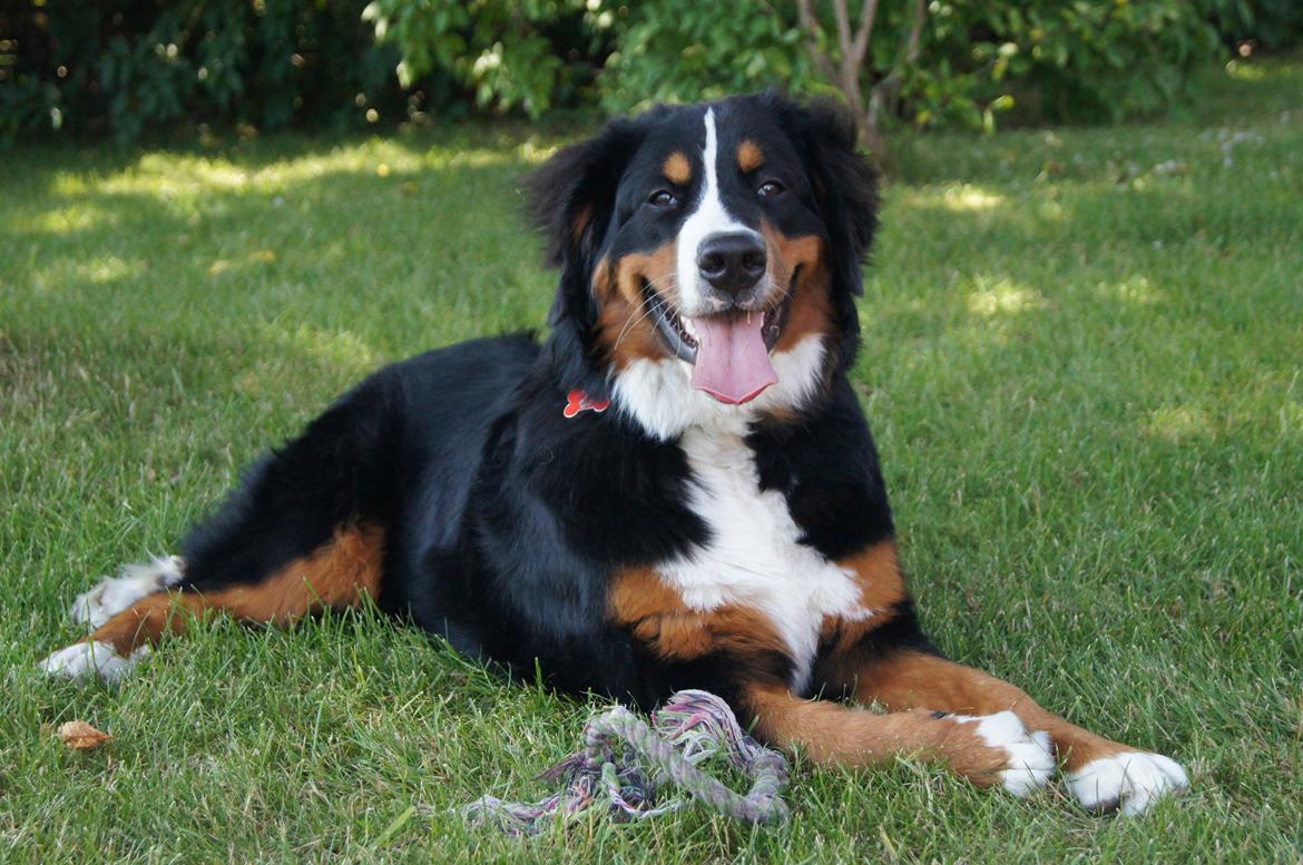 Berner sennenhund Amy billede 1