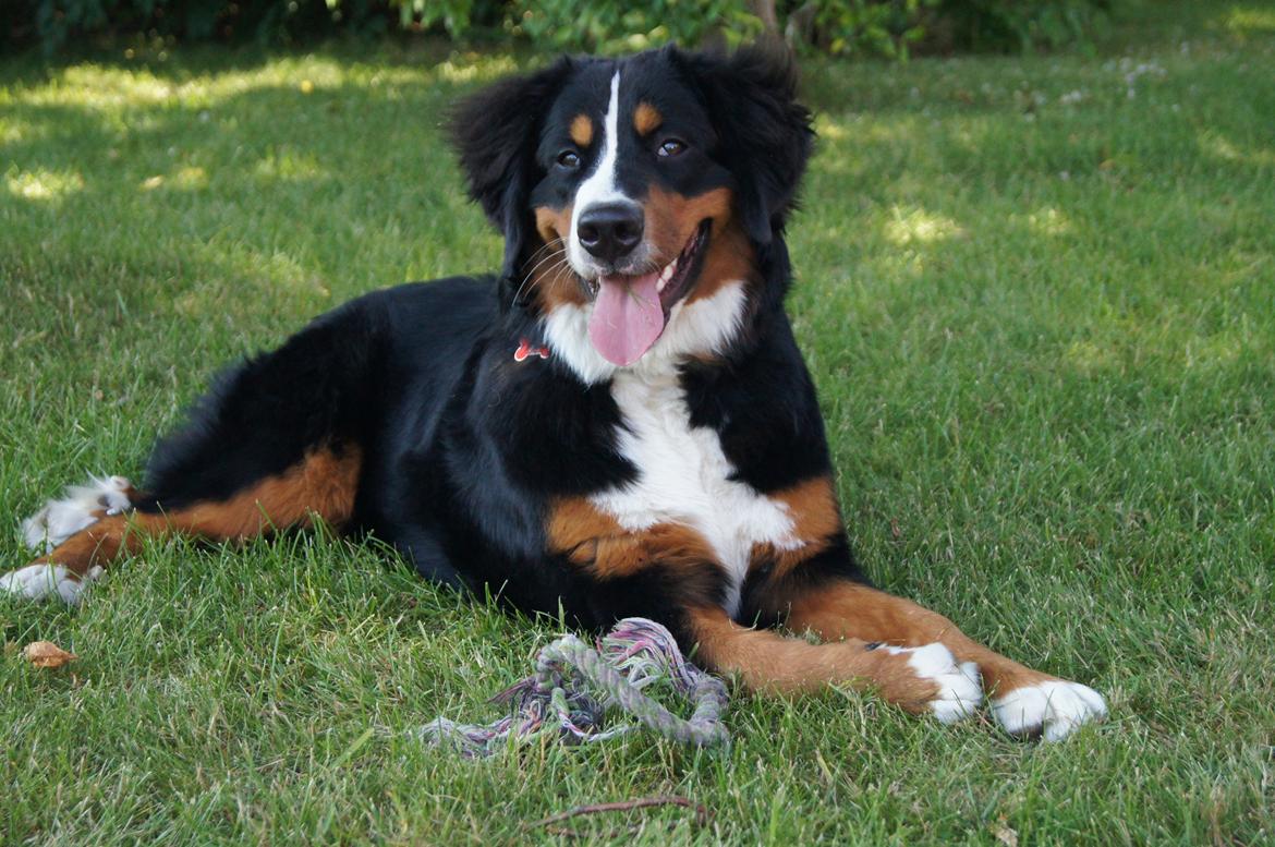 Berner sennenhund Amy billede 19