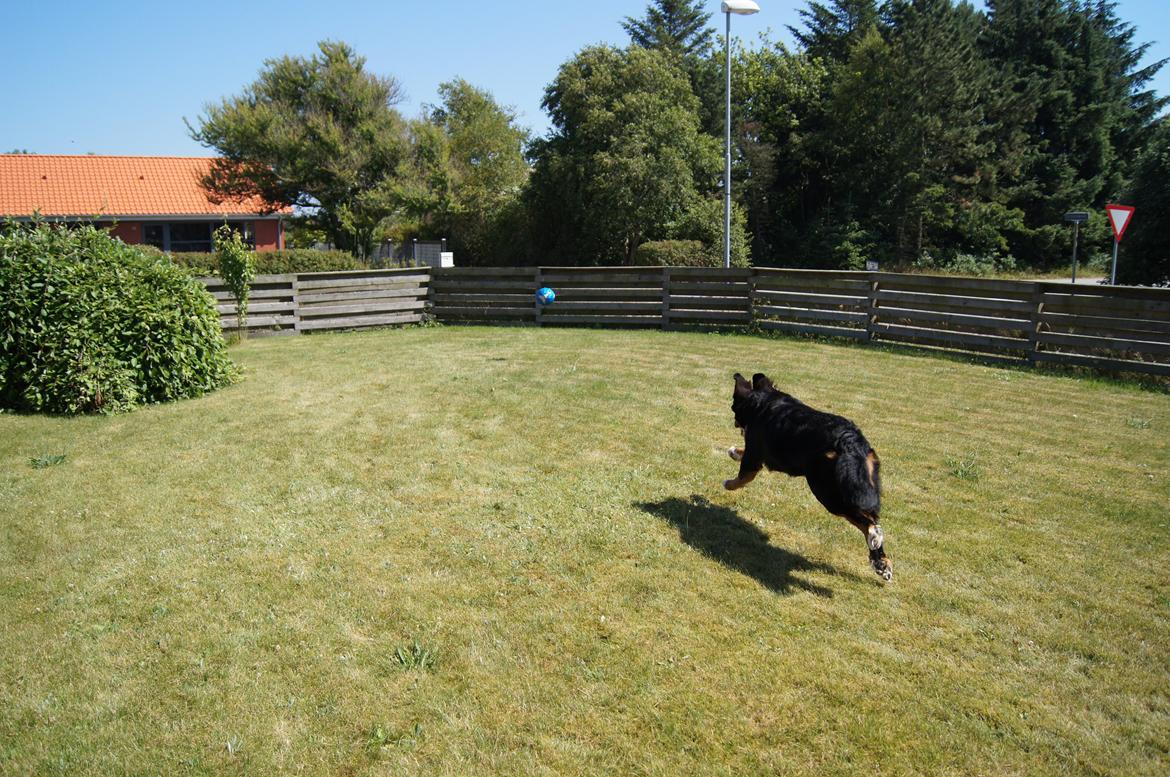 Berner sennenhund Amy billede 20