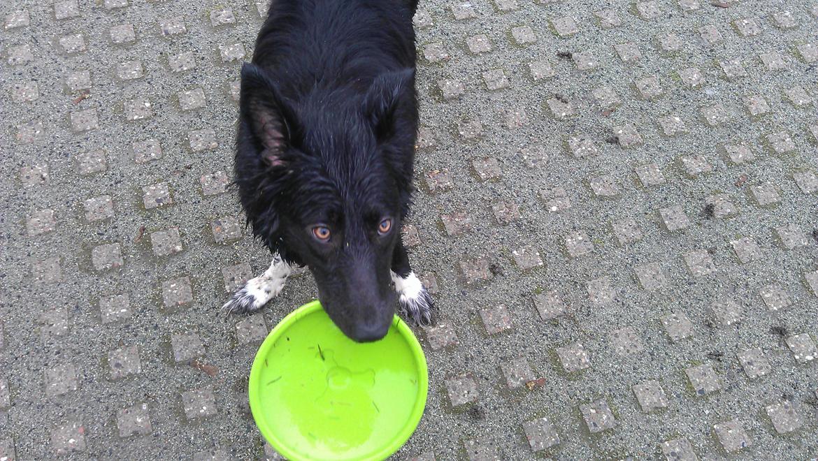 Border collie Trunte billede 1