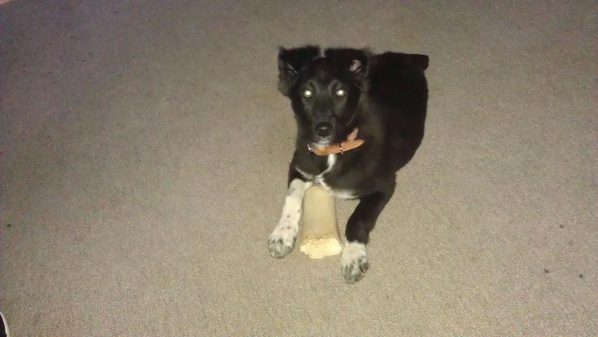 Border collie Trunte billede 2