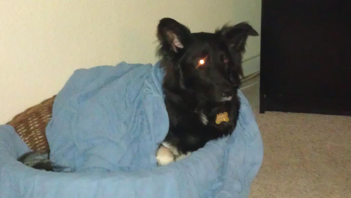 Border collie Trunte billede 3