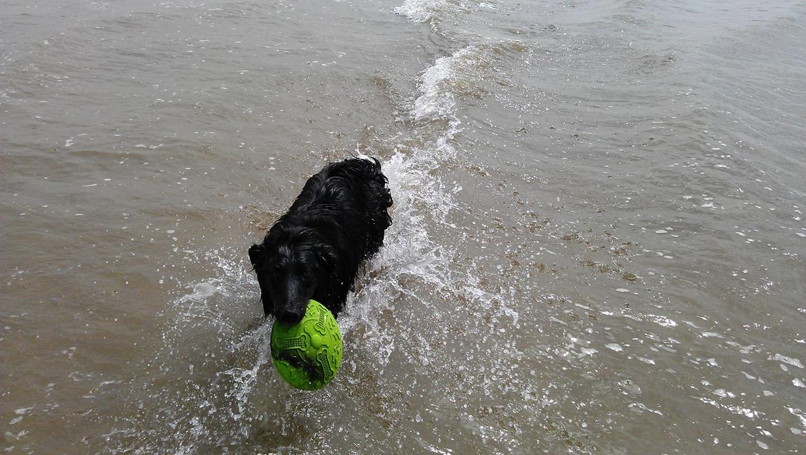 Border collie Trunte billede 4