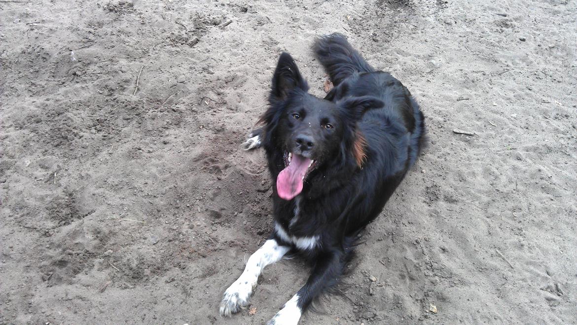 Border collie Trunte billede 5