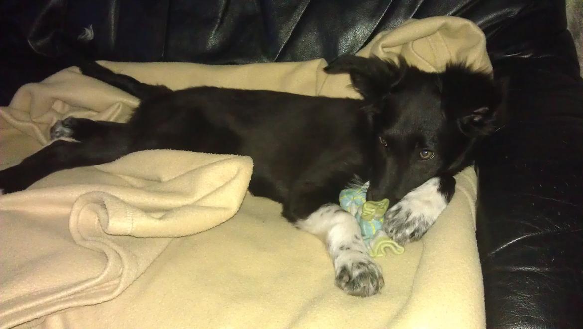 Border collie Trunte billede 6