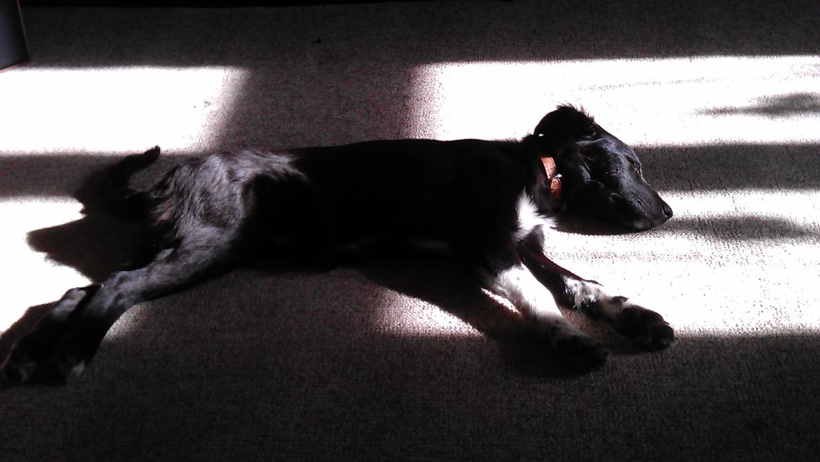 Border collie Trunte billede 7