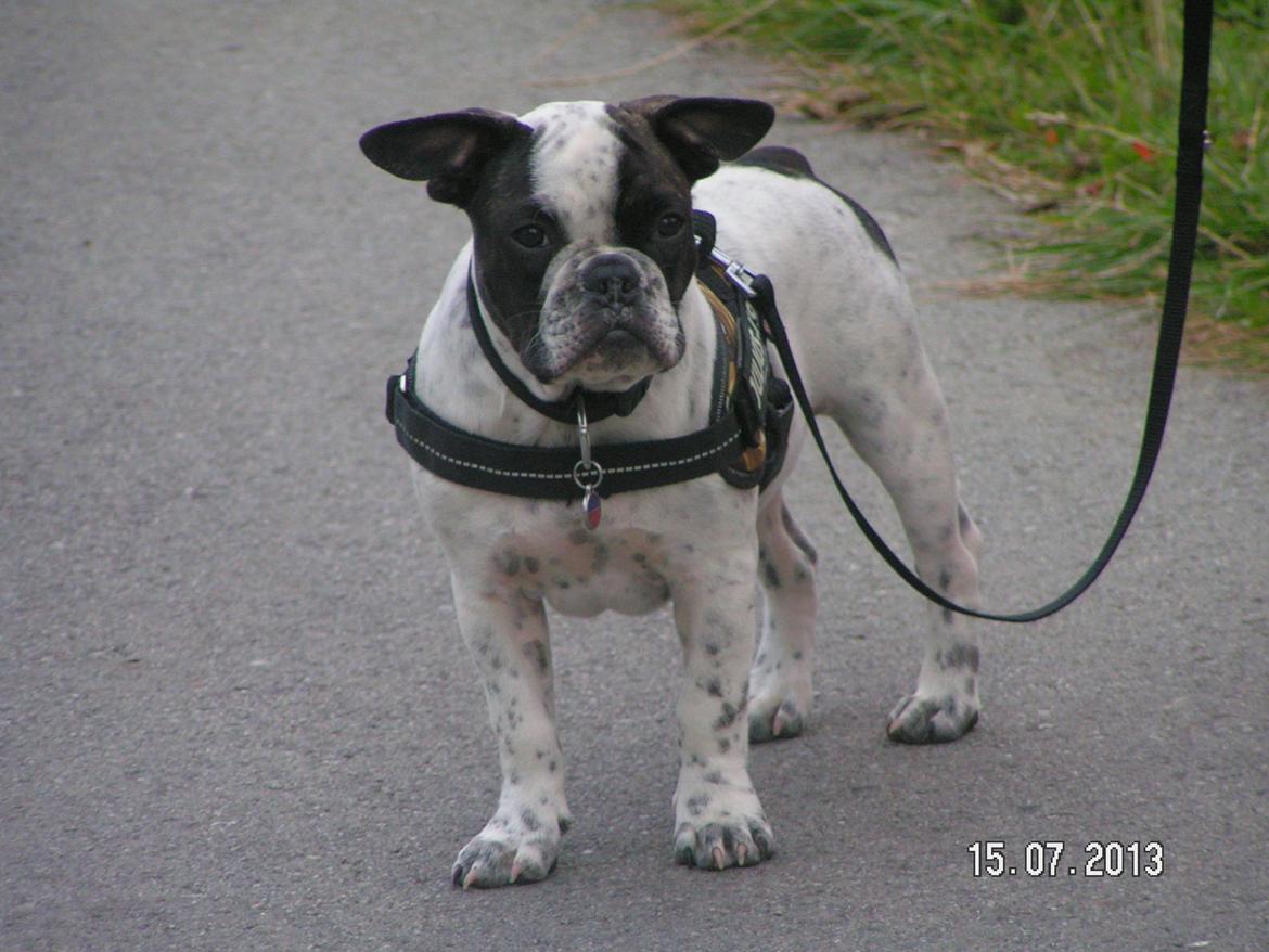 Fransk bulldog Hannibal - • 18 uger gammel - uge 28, 2013 Hannibal på tur på Hyby fælled billede 14
