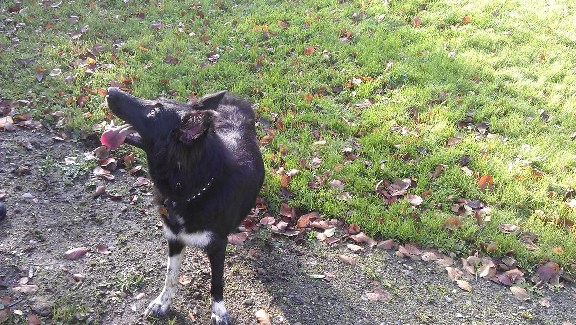 Border collie Trunte billede 8