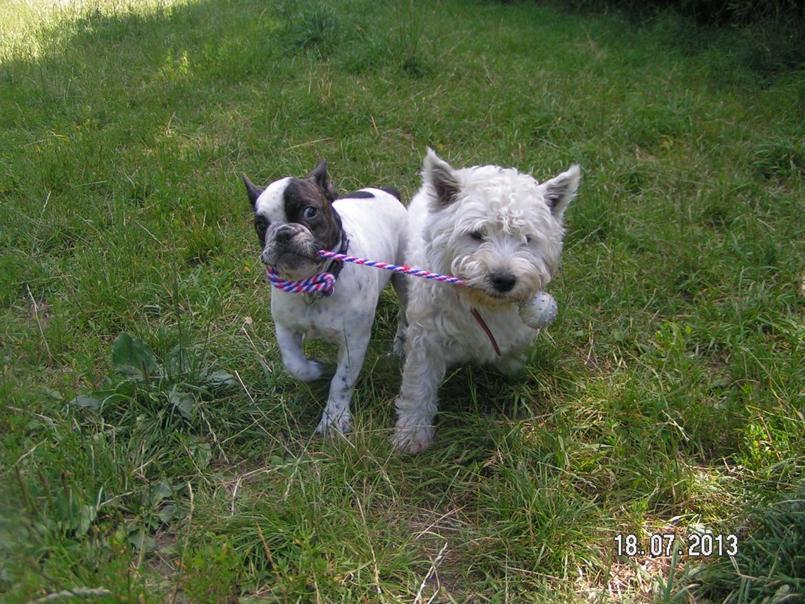 Fransk bulldog Hannibal - • 19 uger gammel - uge 29, 2013 Hannibal & Samson leger i Fredericia Hundeskov billede 15