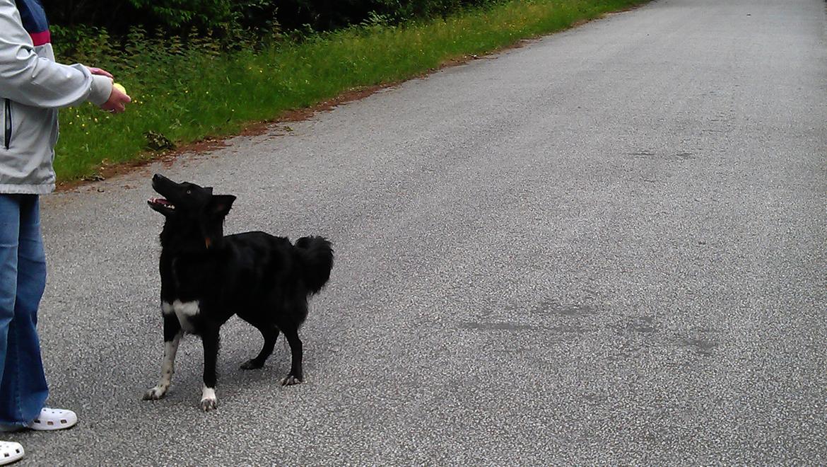 Border collie Trunte billede 9