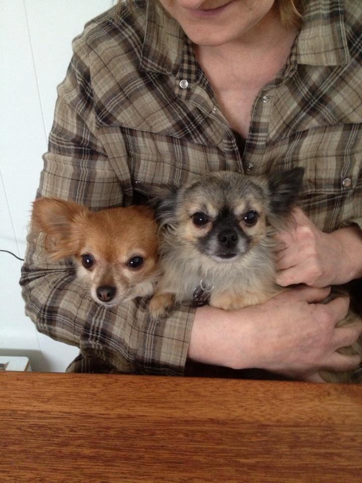 Chihuahua Lina billede 10