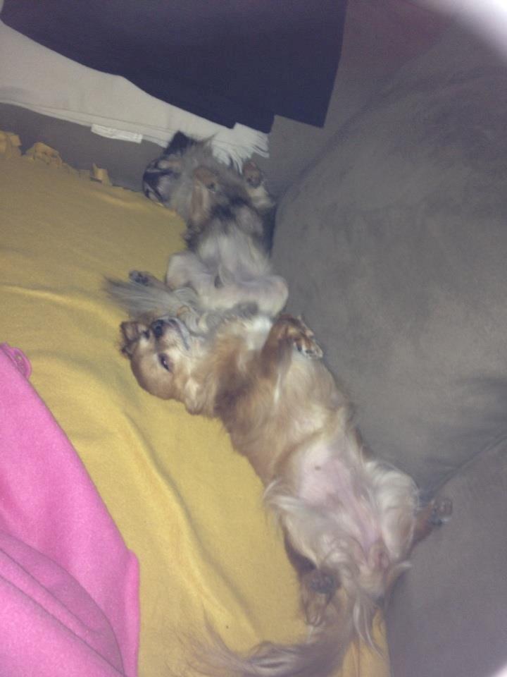 Chihuahua Lina billede 11