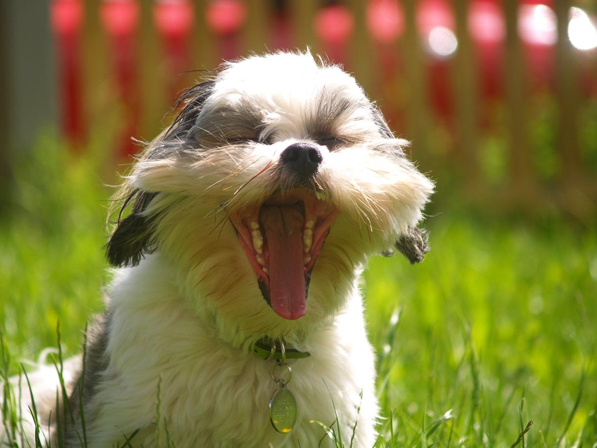 Lhasa apso Tucker billede 23