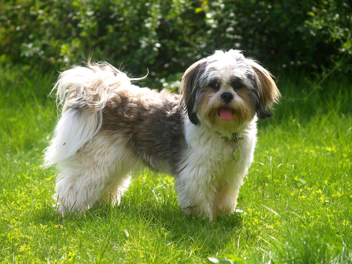 Lhasa apso Tucker billede 2