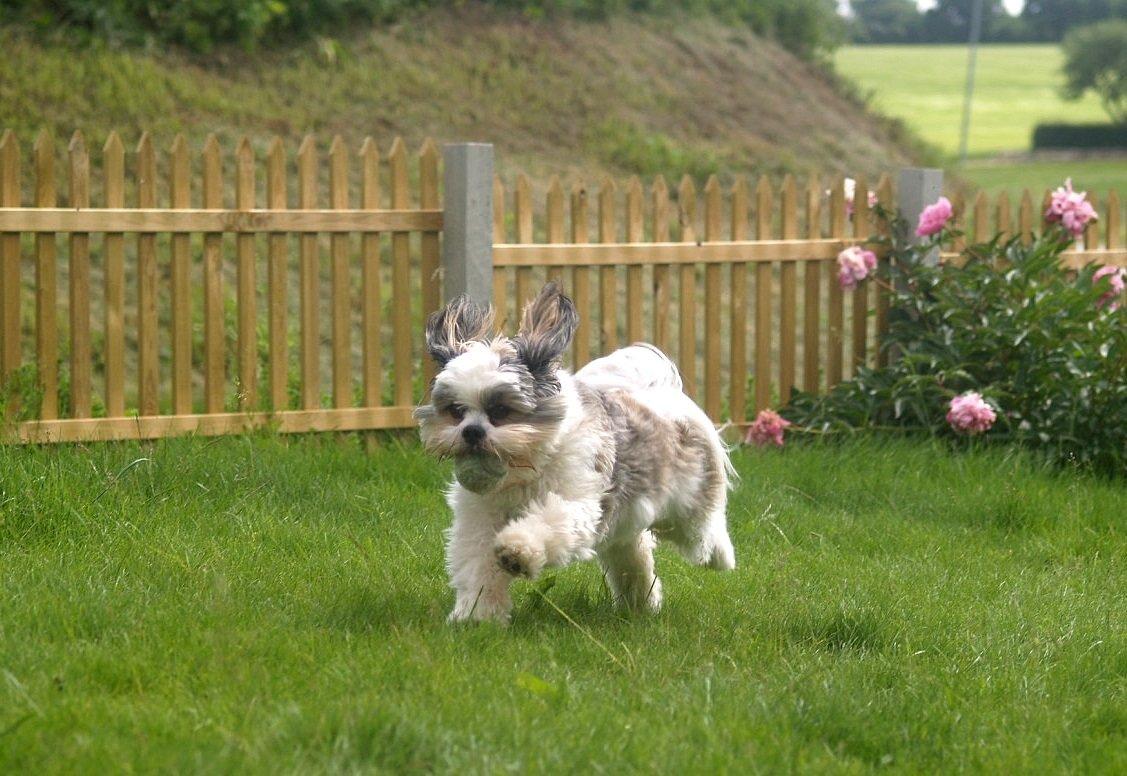 Lhasa apso Tucker billede 32