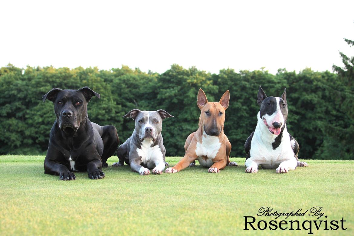 Amerikansk staffordshire terrier Lola - Mine 4 elskede hunde på stribe :) Billede er taget i hundenes Mekka :) billede 15