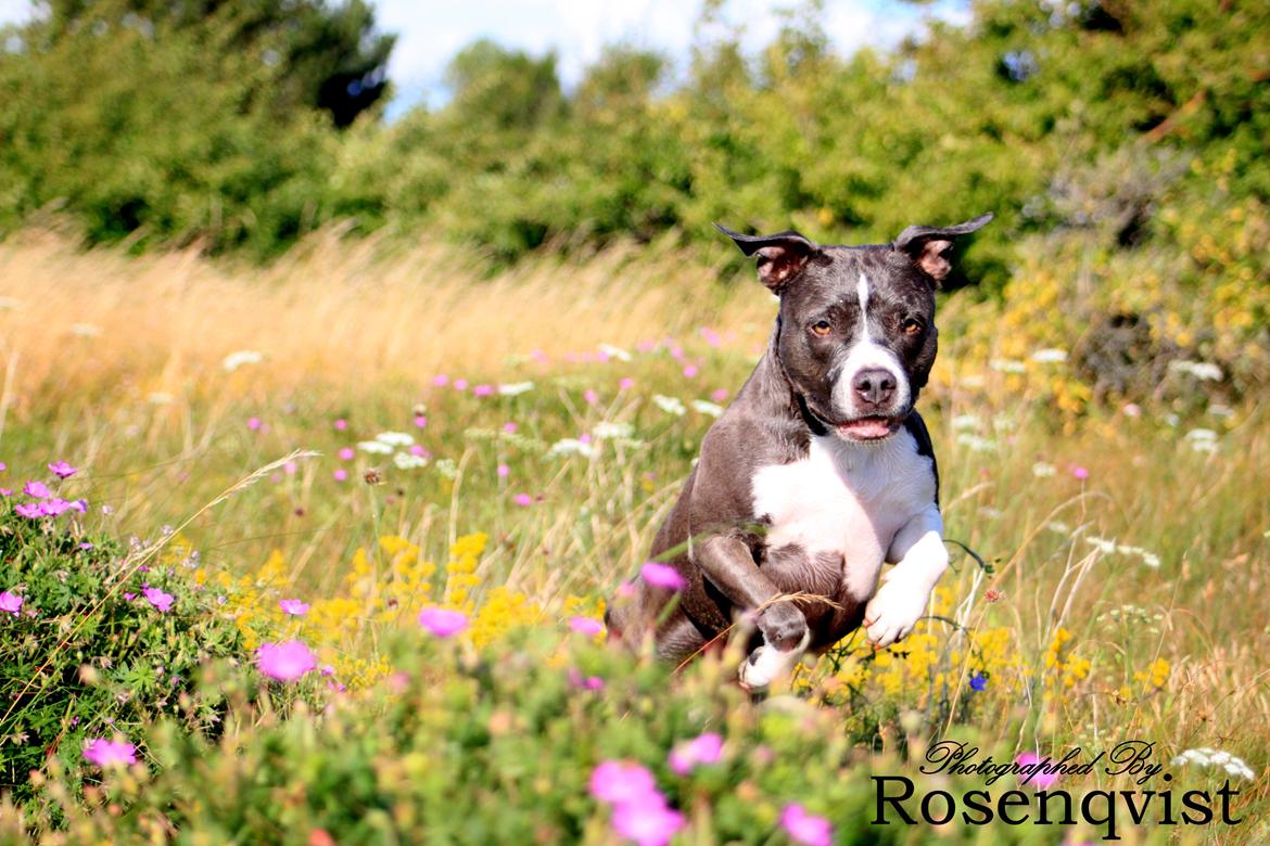 Amerikansk staffordshire terrier Lola - Velkommen til Lola's profil :) 

Læg gerne en kommentar & en bedømmelse & stem i hendes udfordringer. Vi kigger selvfølelig tilbage.

Min lille spring loppe Lola, som hopper efter lyden af græshopperne i det høje græs. billede 4