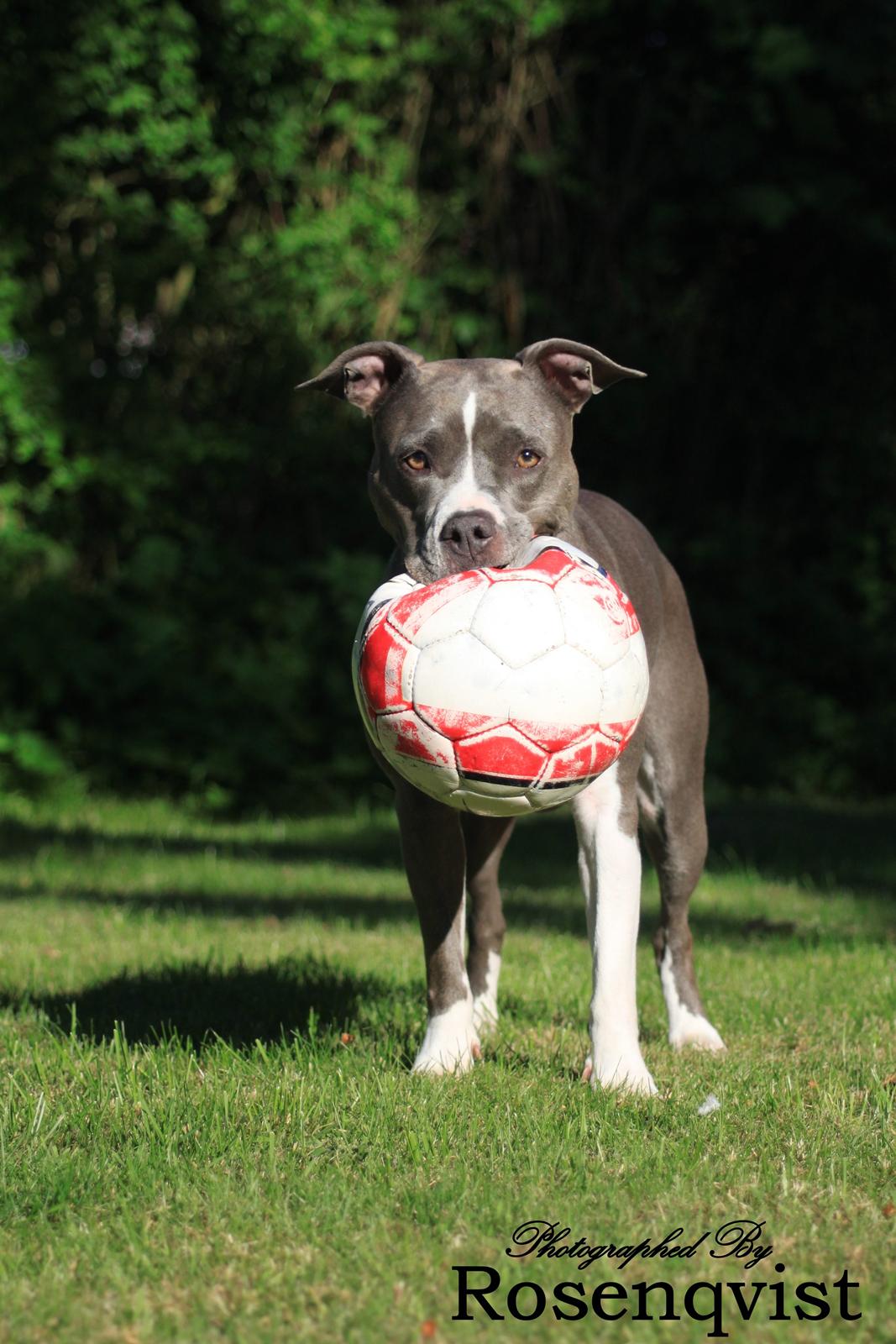 Amerikansk staffordshire terrier Lola - Mor skal vi ikke lege lidt ?? billede 42