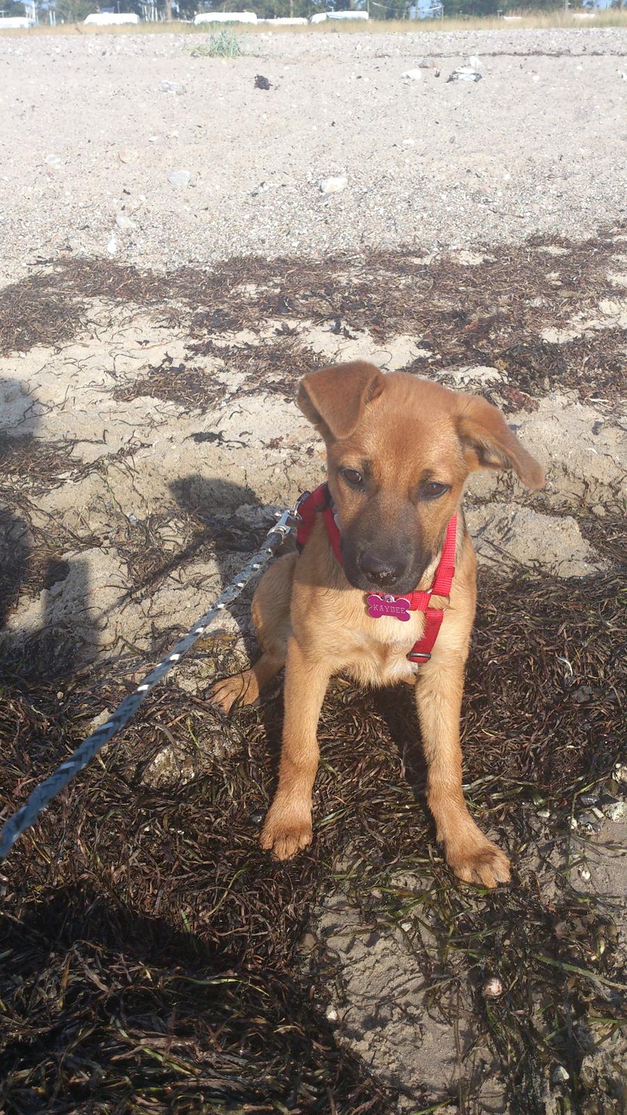 Blanding af racer Kaydee <3 billede 14