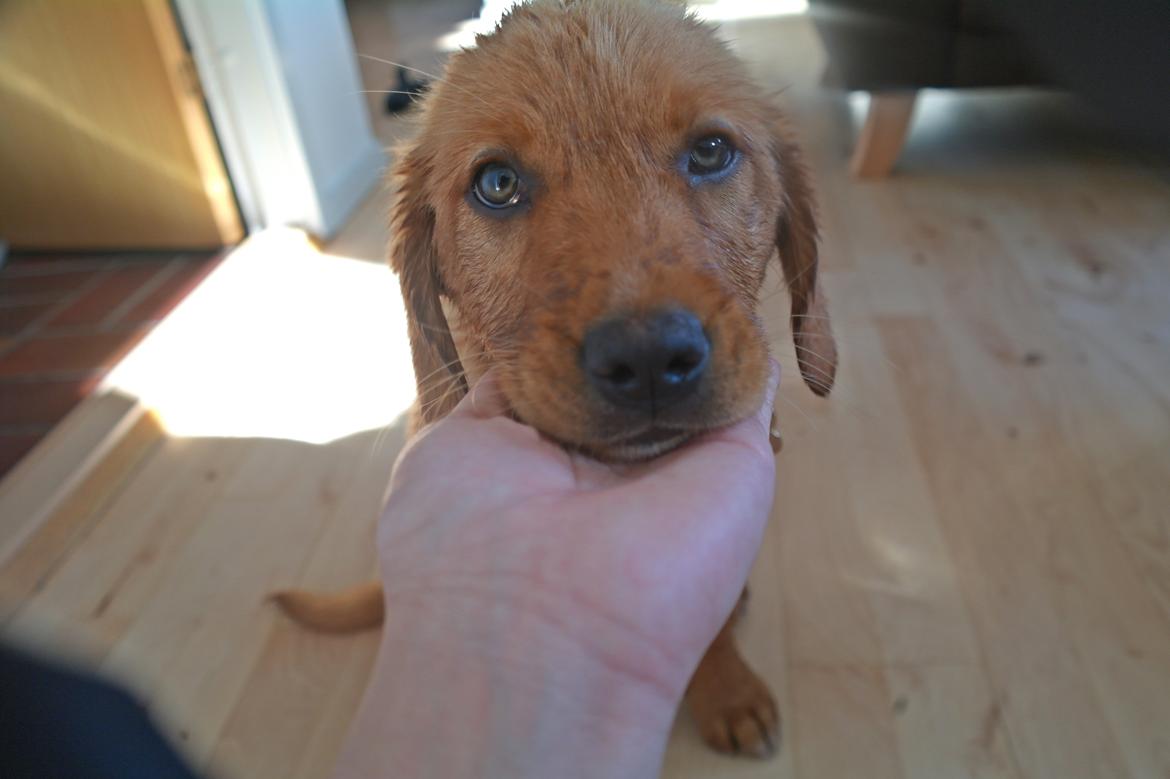 Blanding af racer Marley. - Dagen hvor vi fik hende hjem, kunne jeg slet ikke holde mig fra hende. Måtte hente mit kamera og tage nogle billeder. billede 1