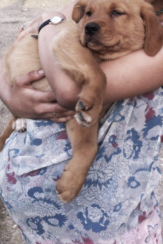 Blanding af racer Marley. - Første gang vi skulle ud og se hende.  billede 3